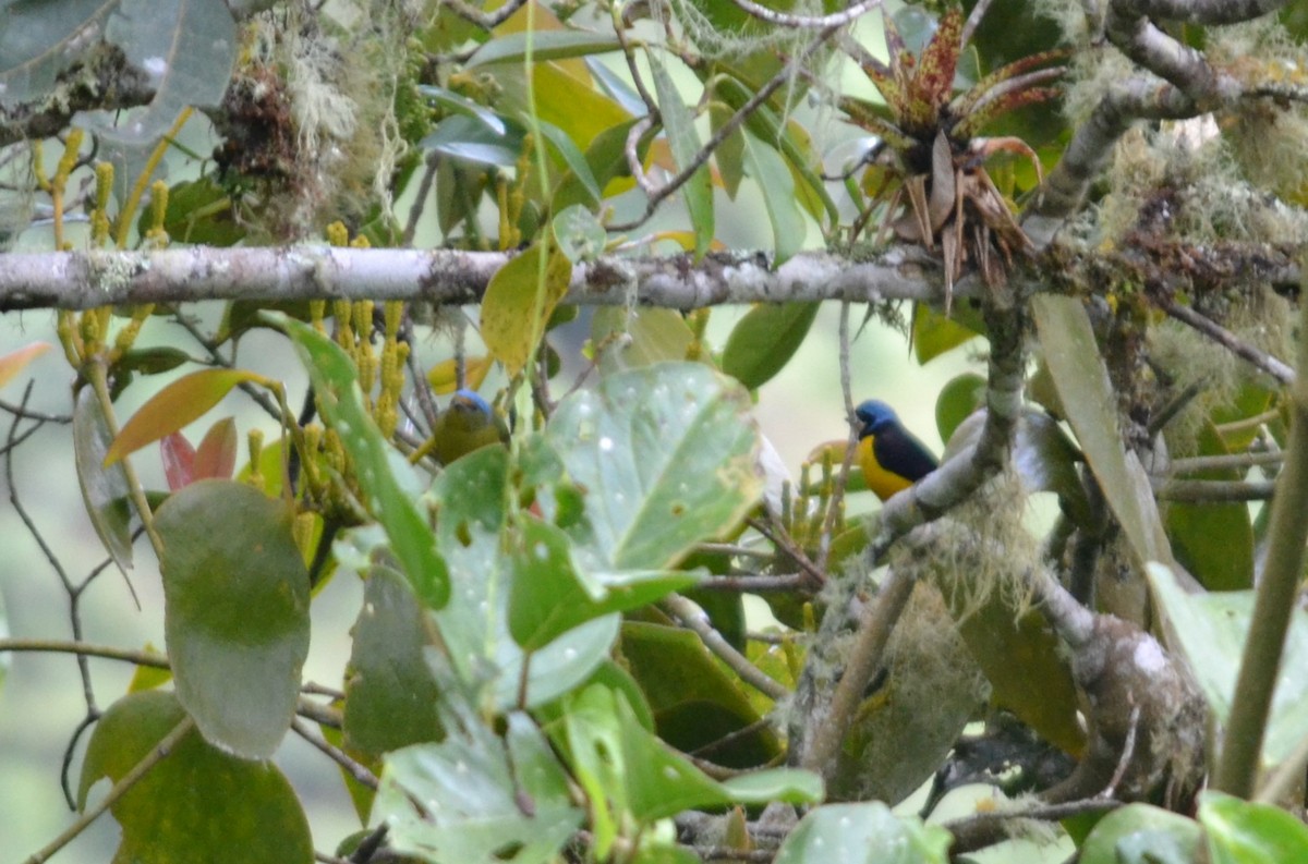 Golden-rumped Euphonia - ML450232681