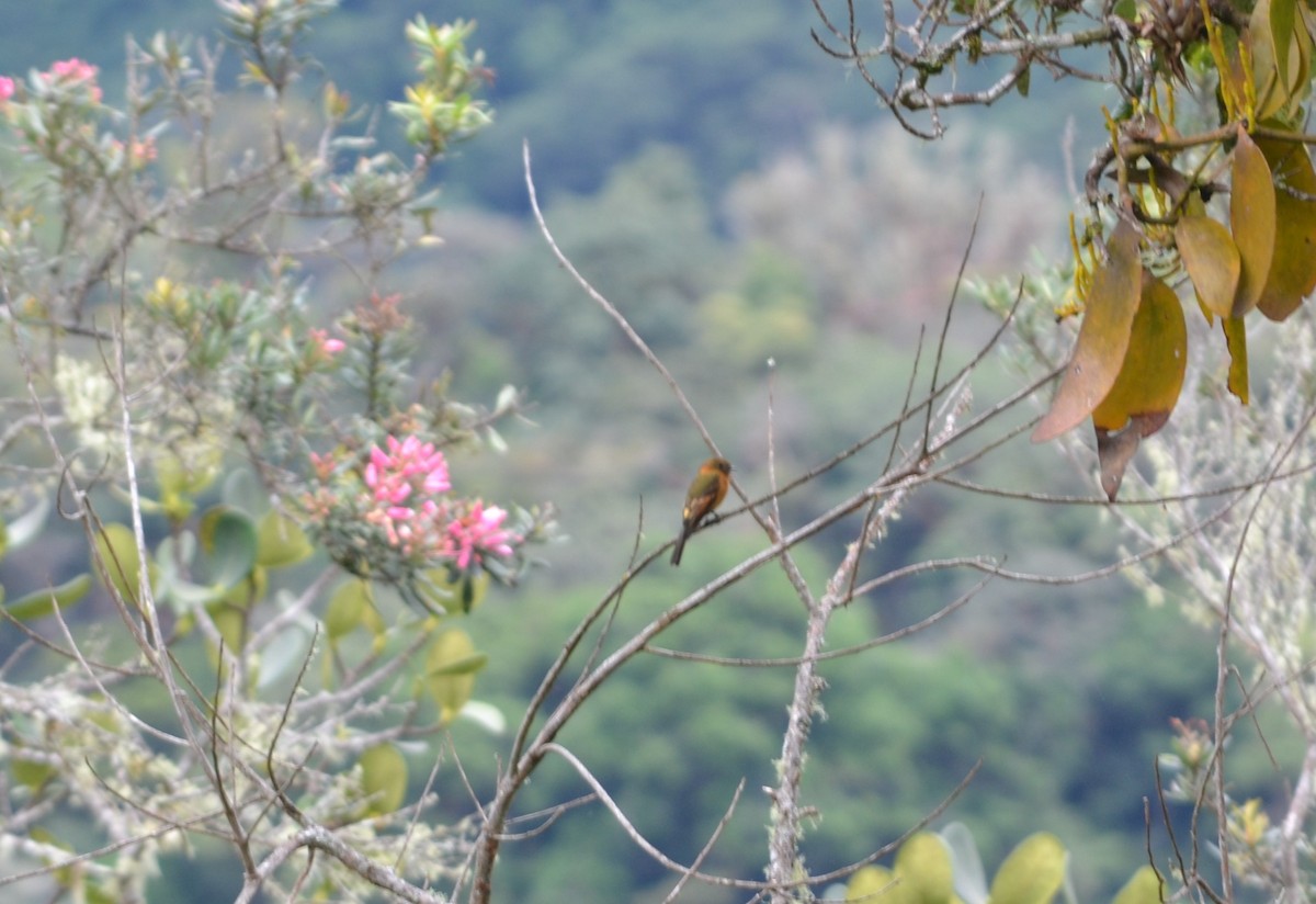 Cinnamon Flycatcher - ML450233481