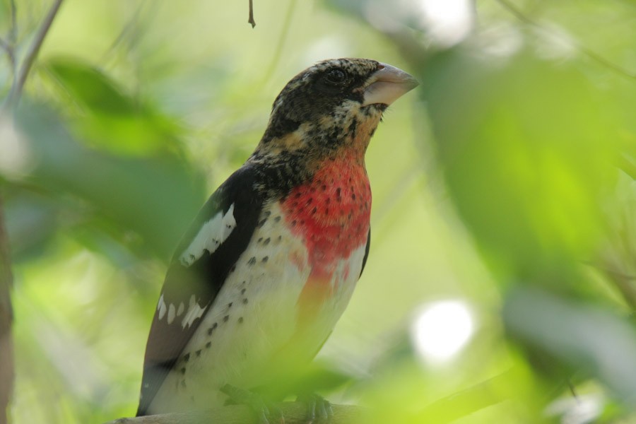 Rose-breasted Grosbeak - ML45023381