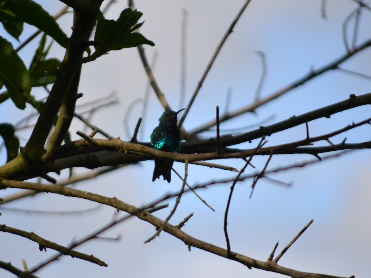 Red-billed Emerald - ML450234931