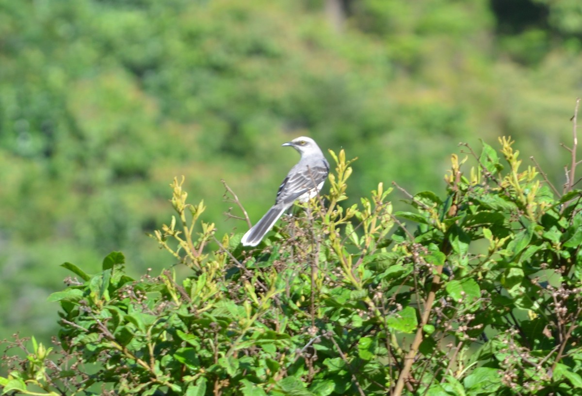 Tropical Mockingbird - ML450235641