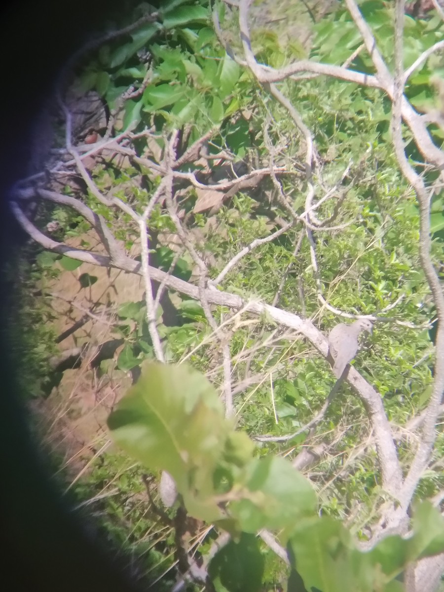 Eared Dove - ML450237581