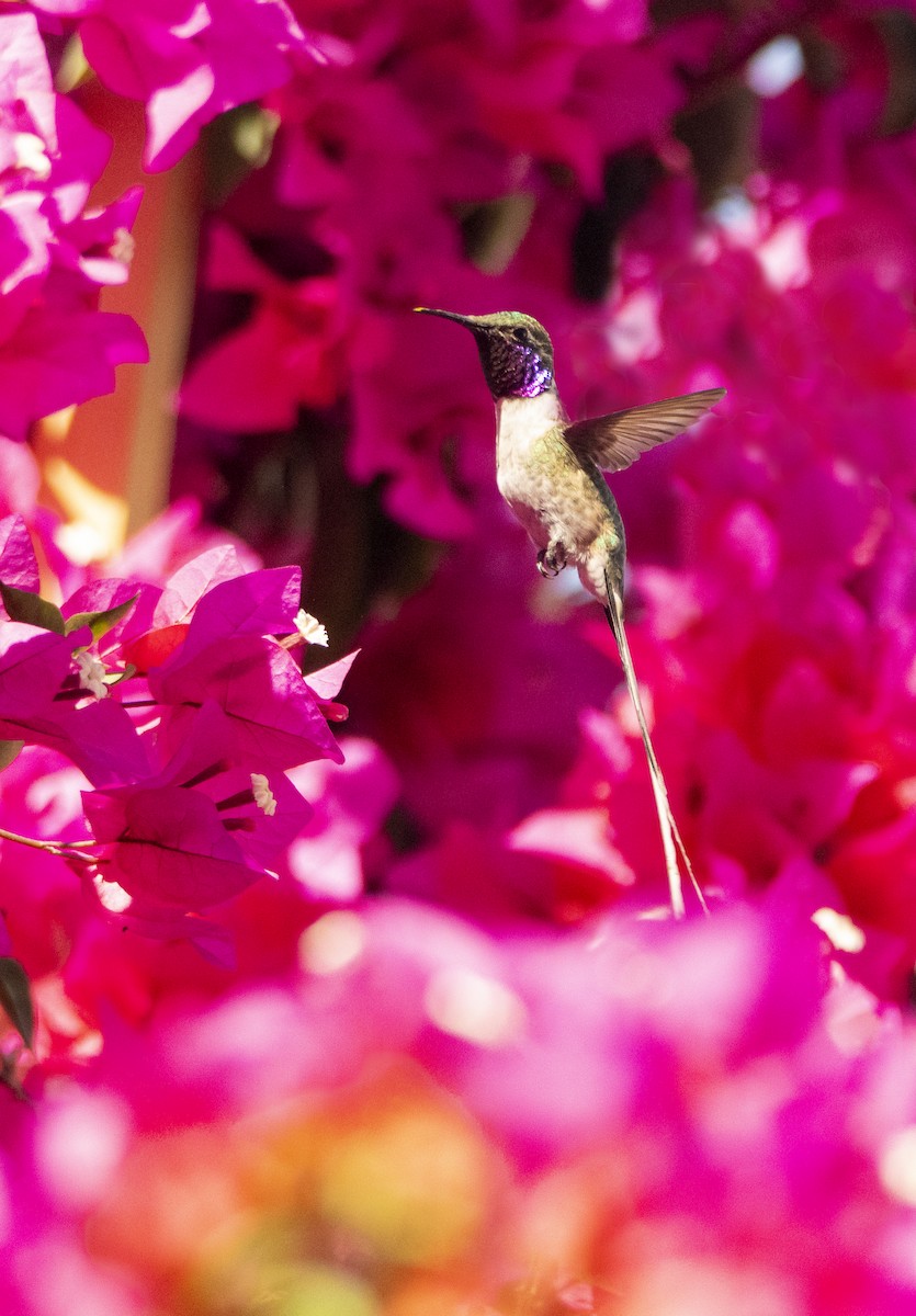 Peruvian Sheartail - David F. Belmonte