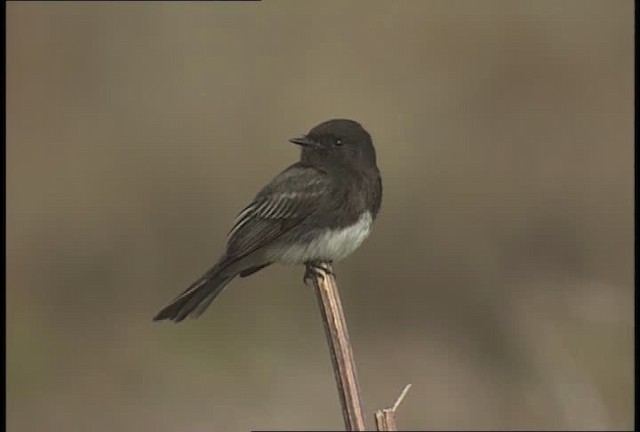 Moucherolle noir (groupe nigricans) - ML450241