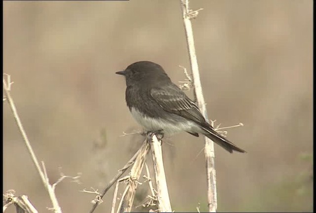 Moucherolle noir (groupe nigricans) - ML450242