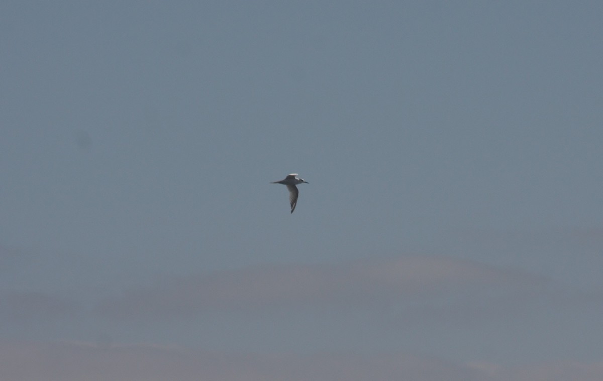 Sandwich Tern - Manuel Ribeiro