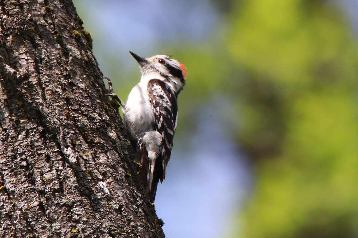 Downy Woodpecker - ML450243891