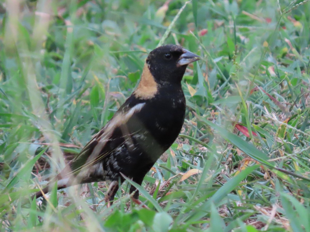 bobolink americký - ML450244251