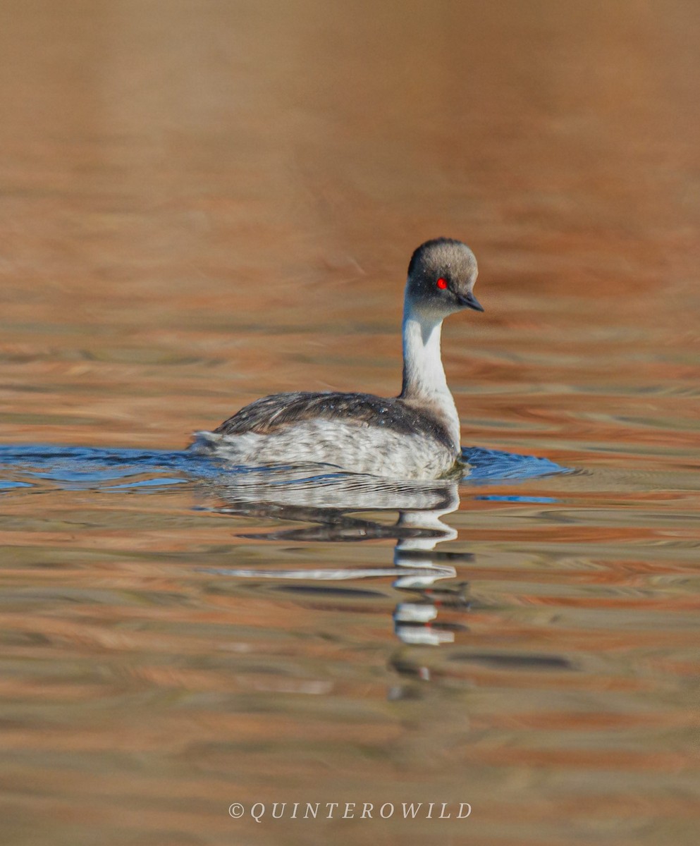 Silvery Grebe - Nicolas Araya Stuardo