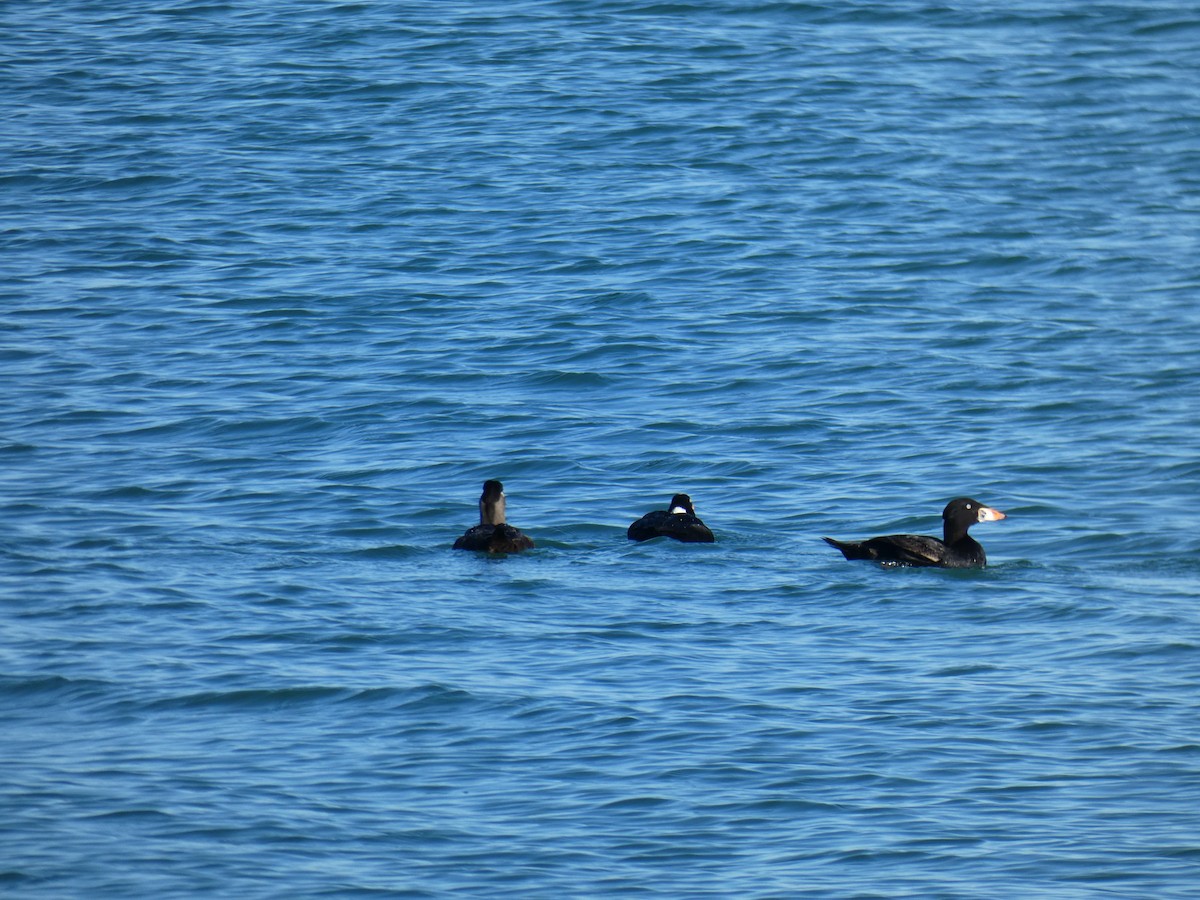 Surf Scoter - ML450245711