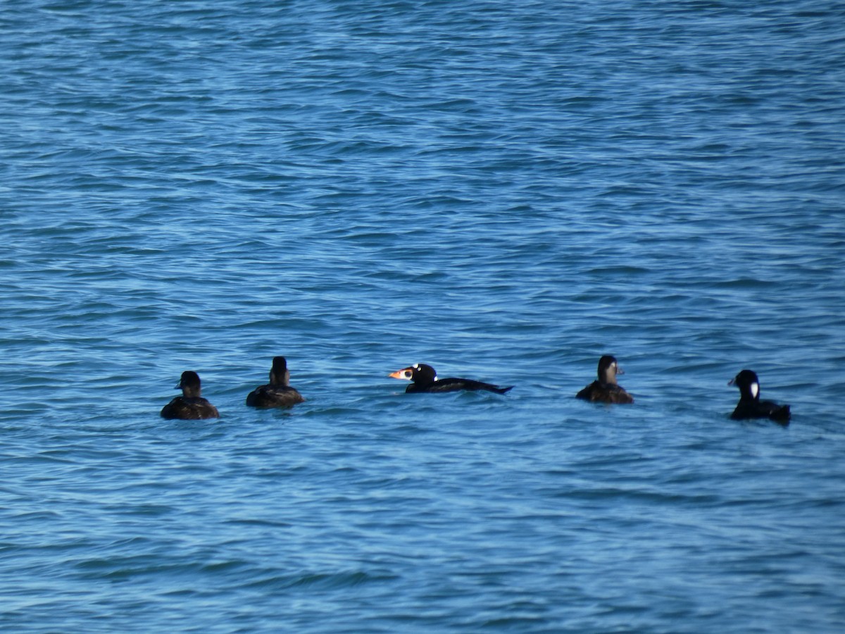 Surf Scoter - ML450245721