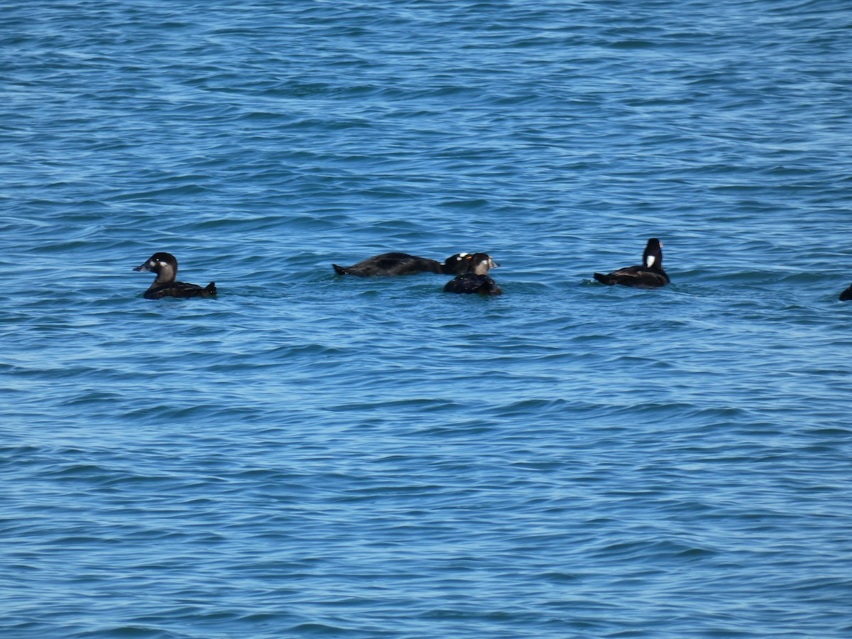 Surf Scoter - ML450245731