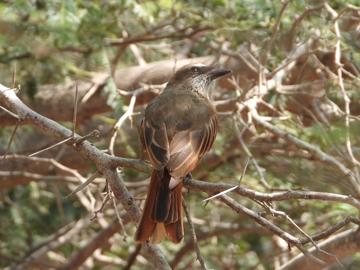 Baird's Flycatcher - ML450246701