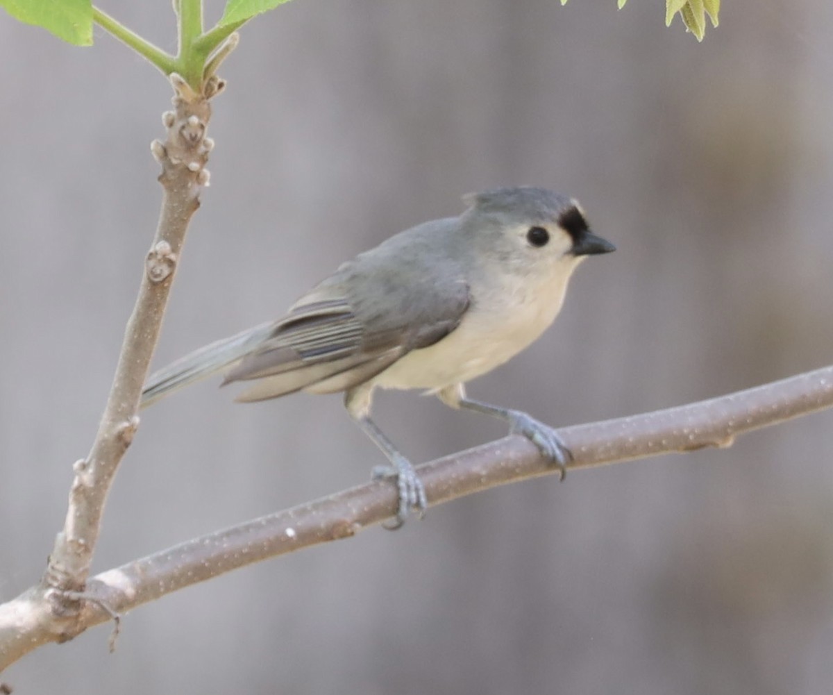 Tufted Titmouse - Matthew Fischer