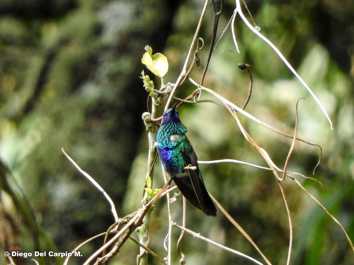 Berg-Veilchenohrkolibri - ML450248711