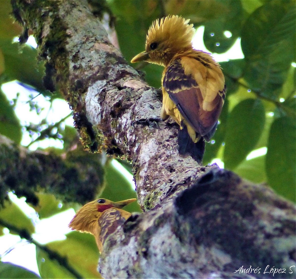 Cream-colored Woodpecker - ML450249051