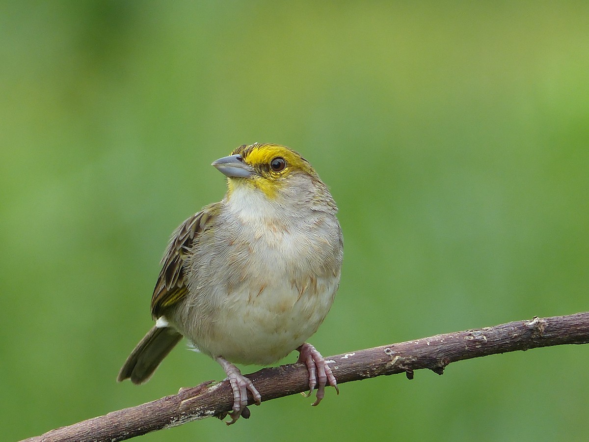 Yellow-browed Sparrow - ML450249671