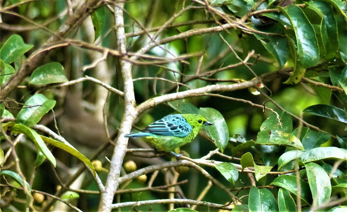 Yellow-bellied Tanager - ML450249991