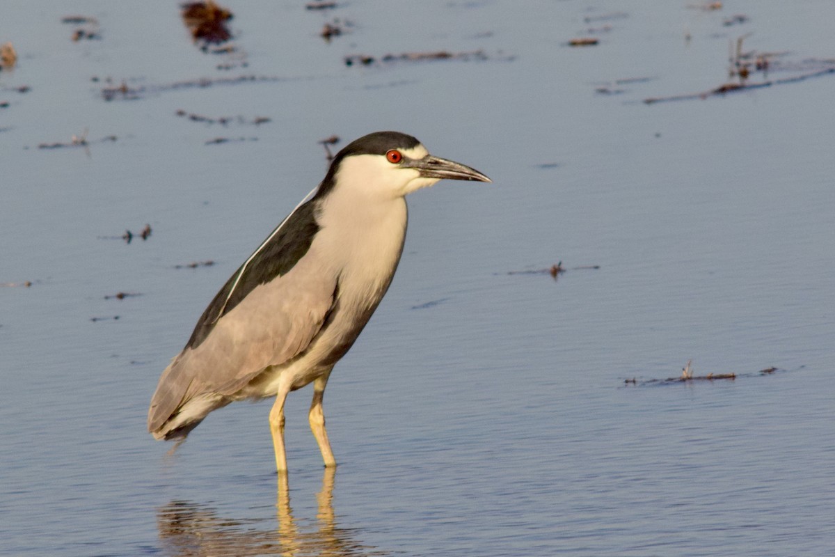 Black-crowned Night Heron - ML450251051