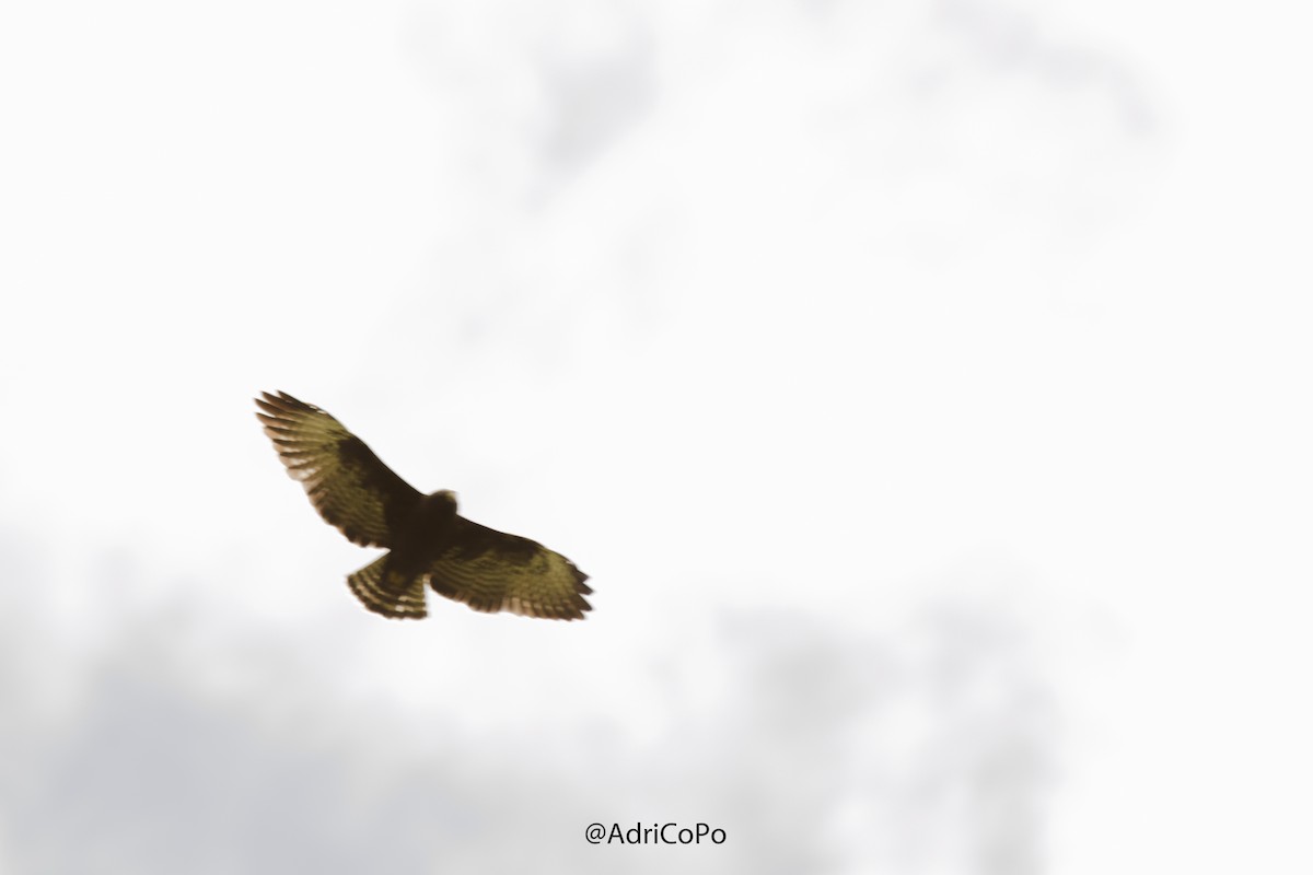 Short-tailed Hawk - ML450251651