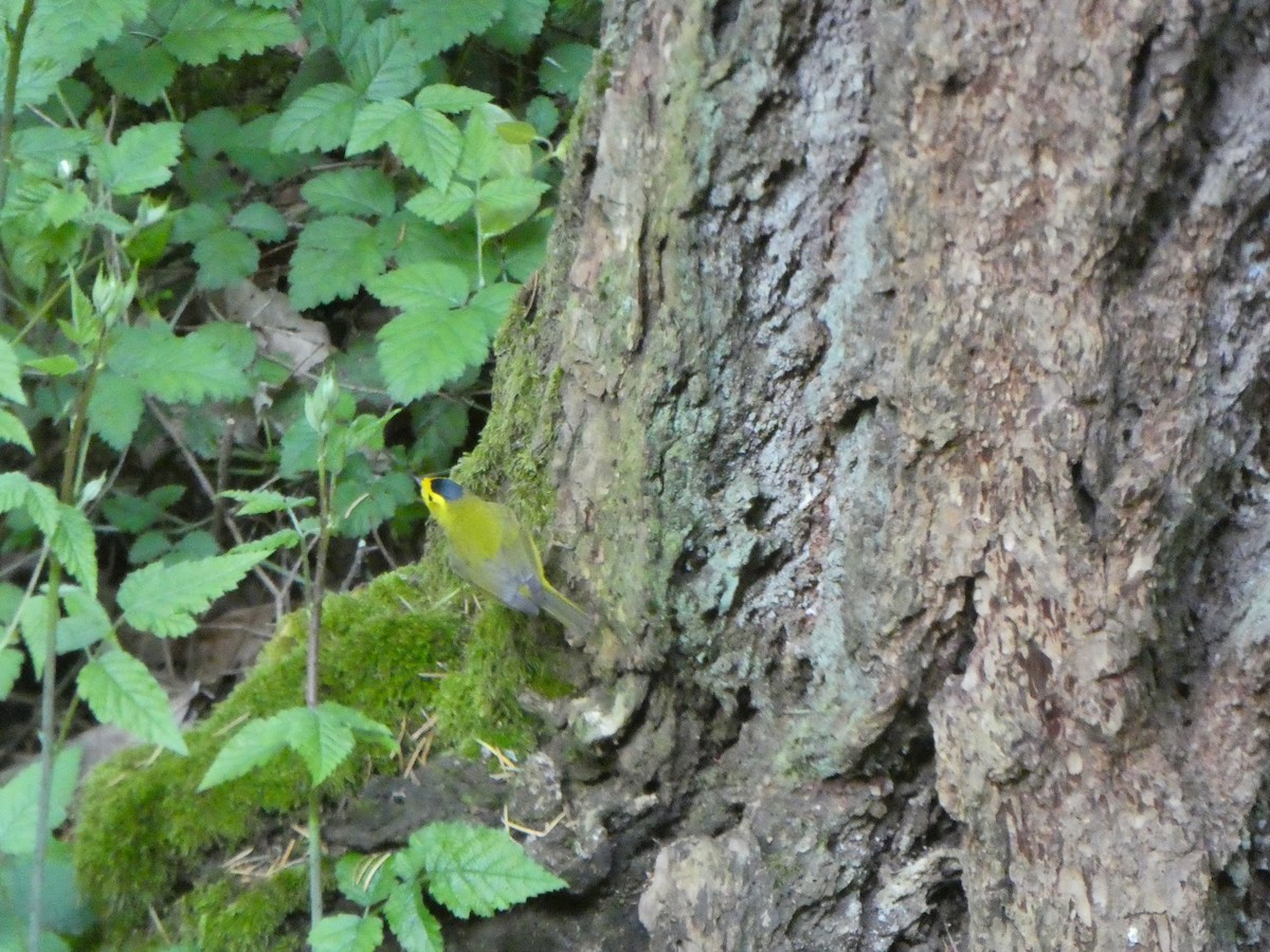 Wilson's Warbler - ML450251911