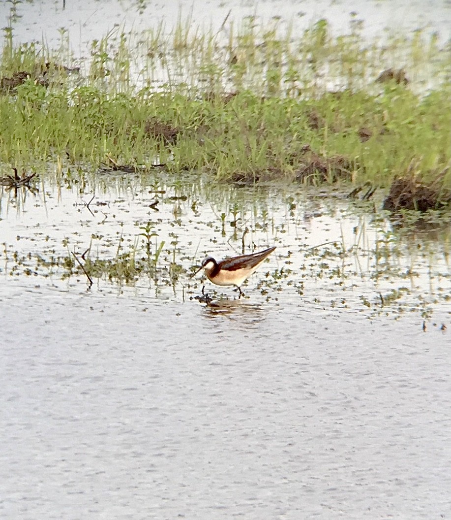 Falaropo Tricolor - ML450252271