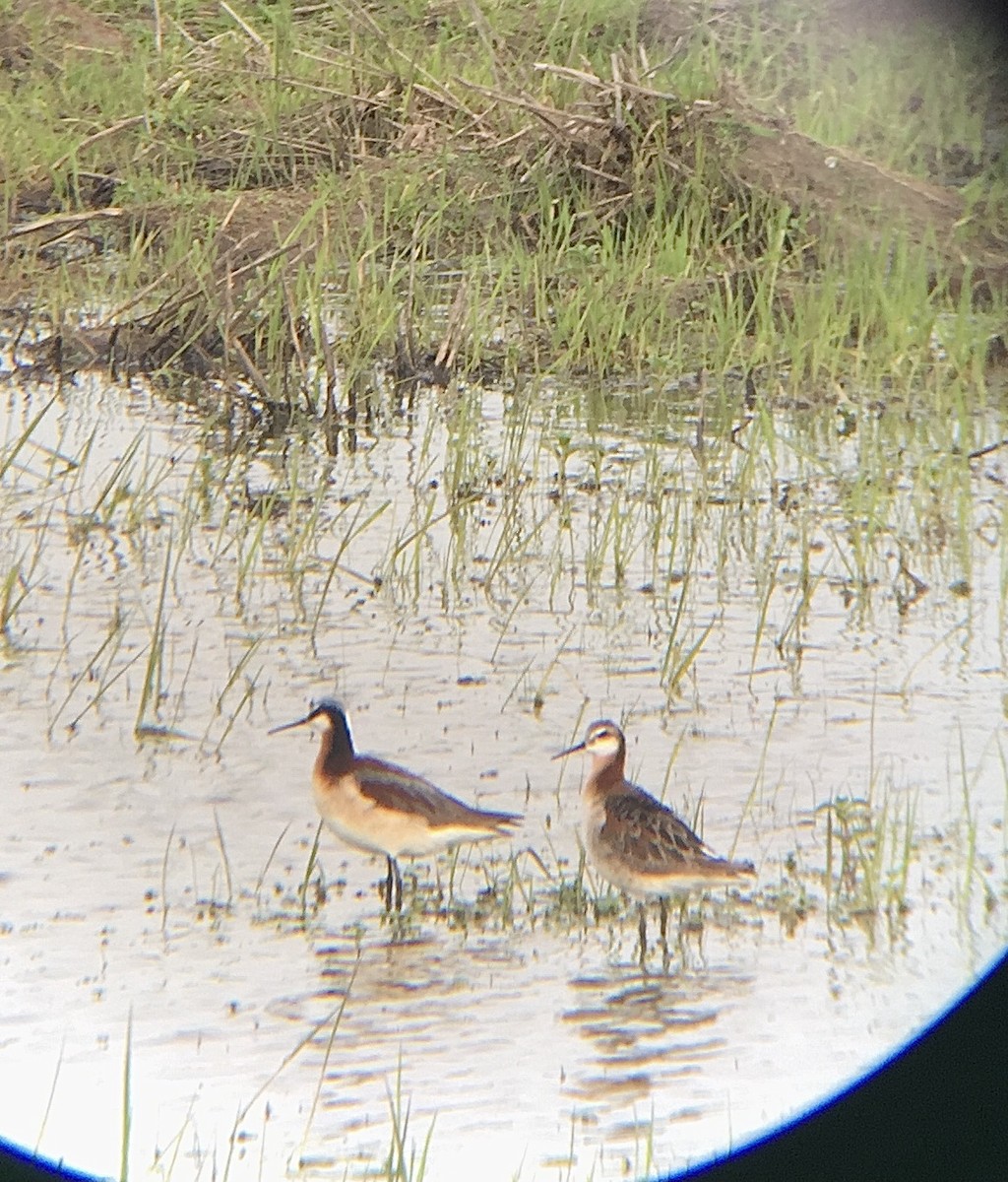 Falaropo Tricolor - ML450252281