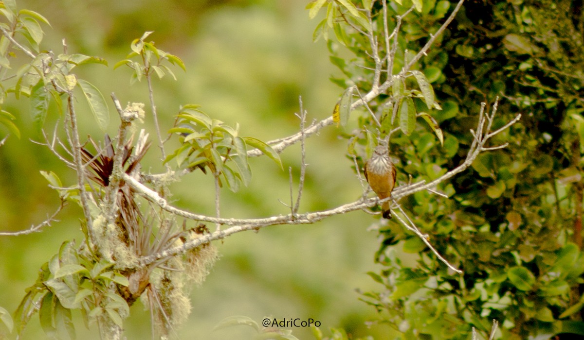 Streak-throated Bush-Tyrant - ML450252301