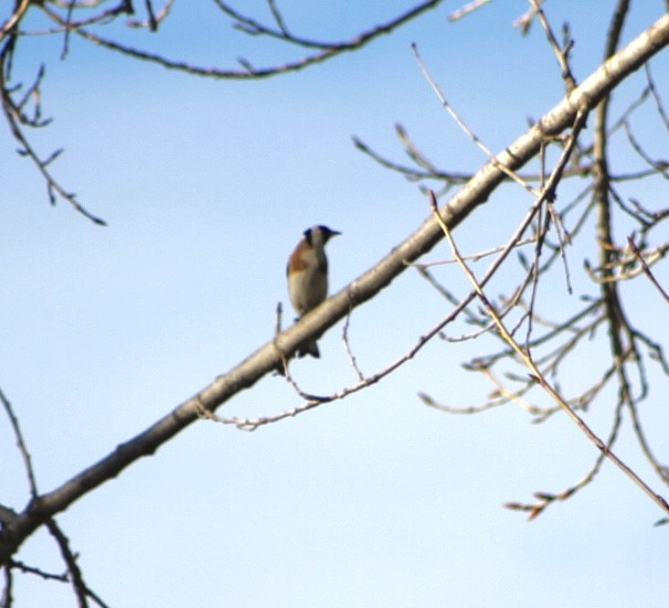 European Goldfinch - Caitlin Eldridge