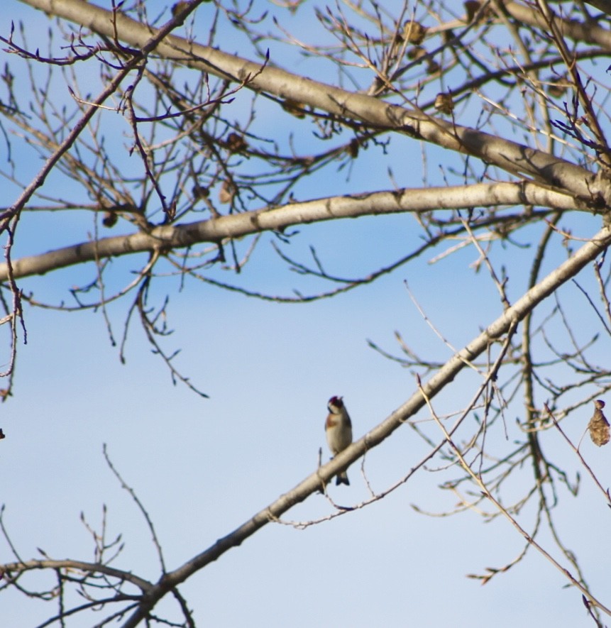 European Goldfinch - ML450252361