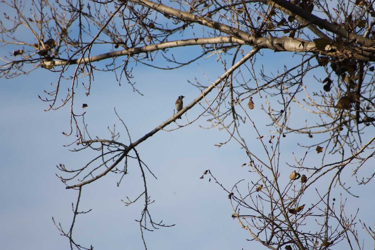 European Goldfinch - ML450252391