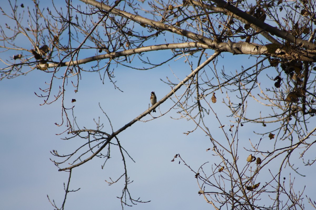 European Goldfinch - ML450252401