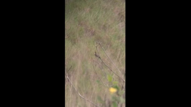 Golondrina Cabecicastaña - ML450255091