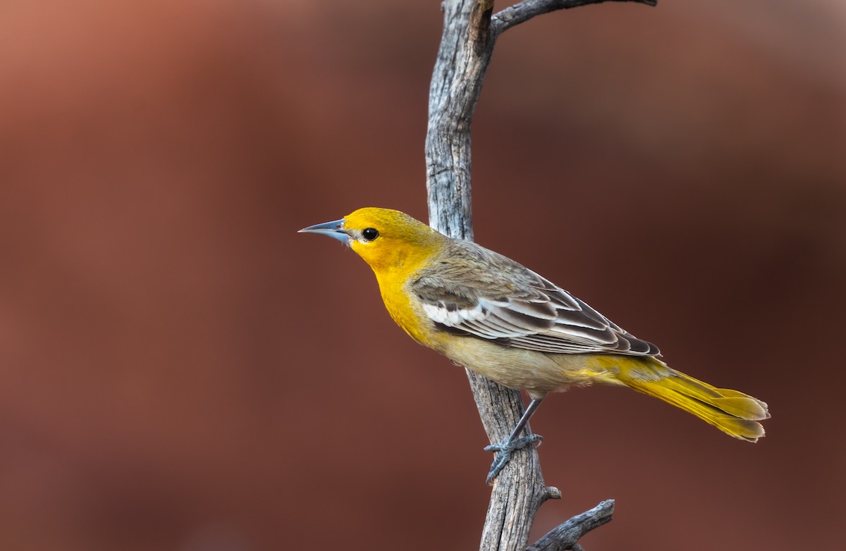 Bullock's Oriole - Jim Merritt