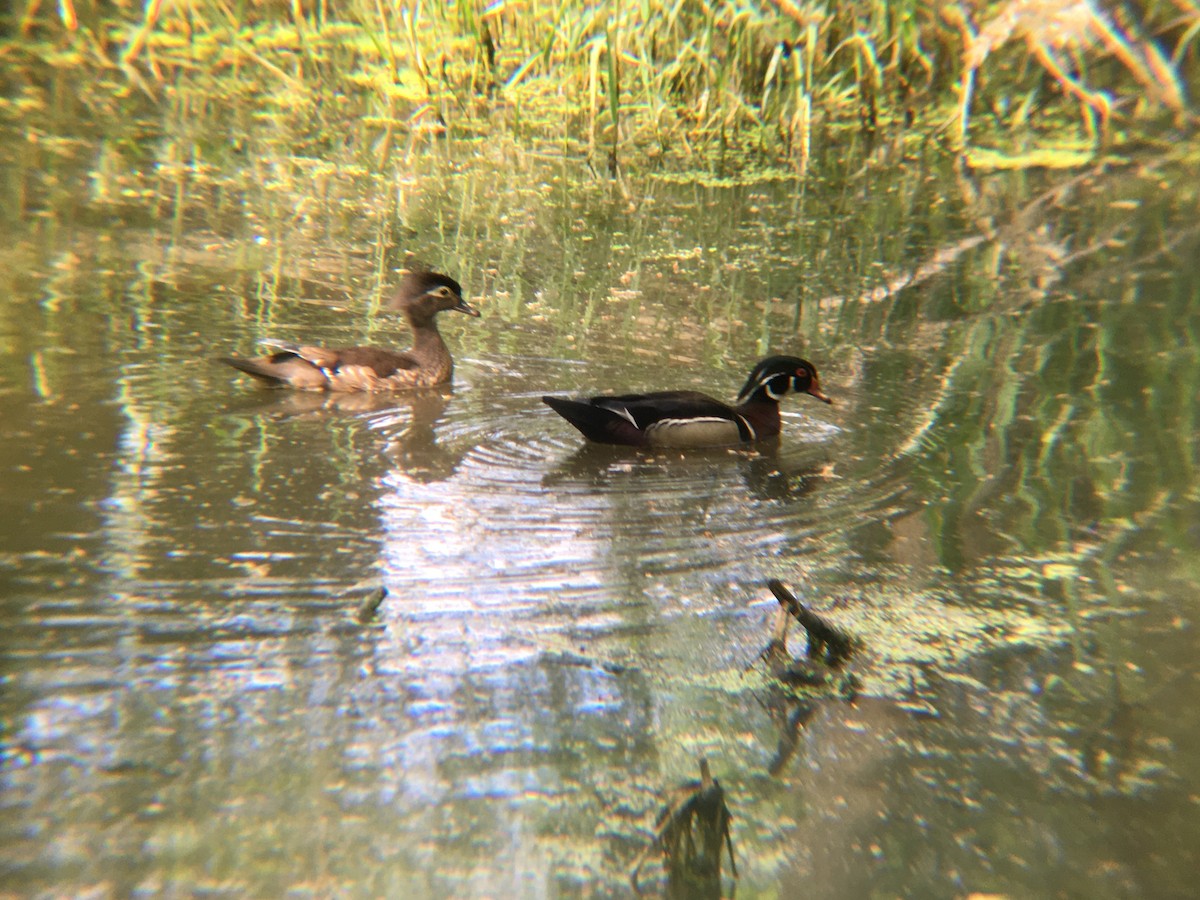 Wood Duck - ML450255661