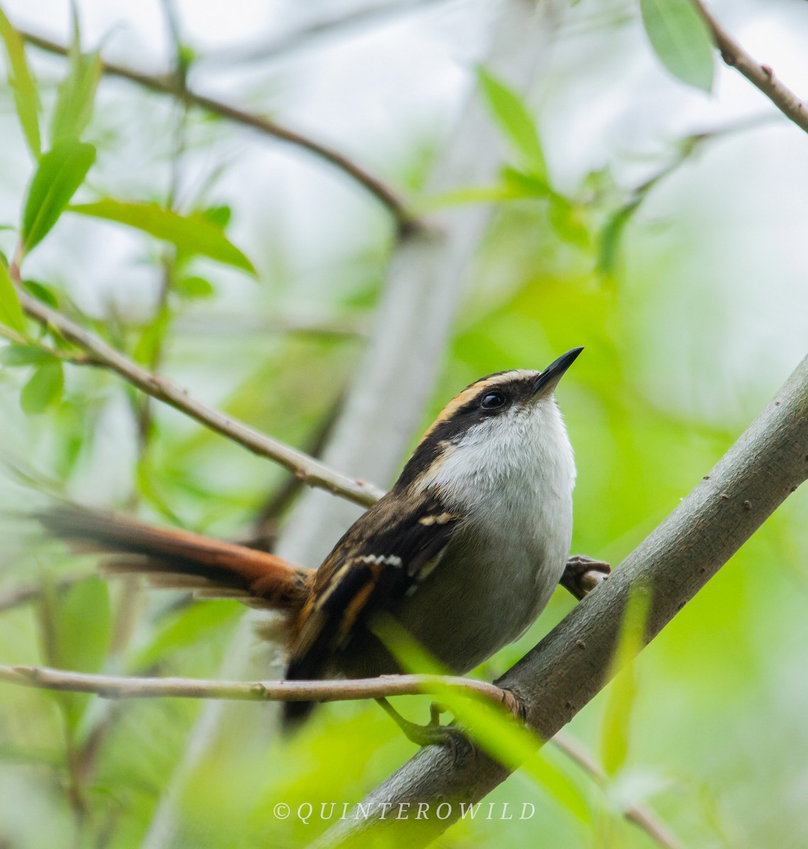 Thorn-tailed Rayadito - ML450257671