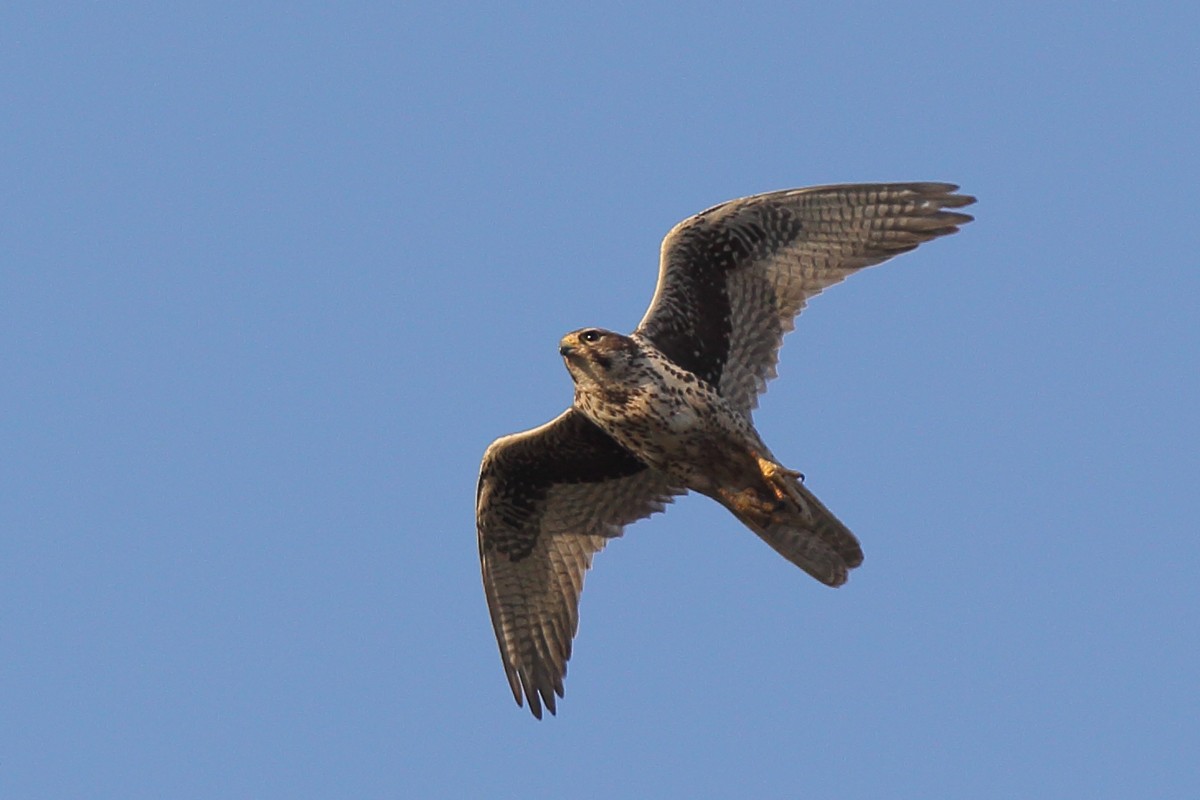 Prairie Falcon - ML450261191