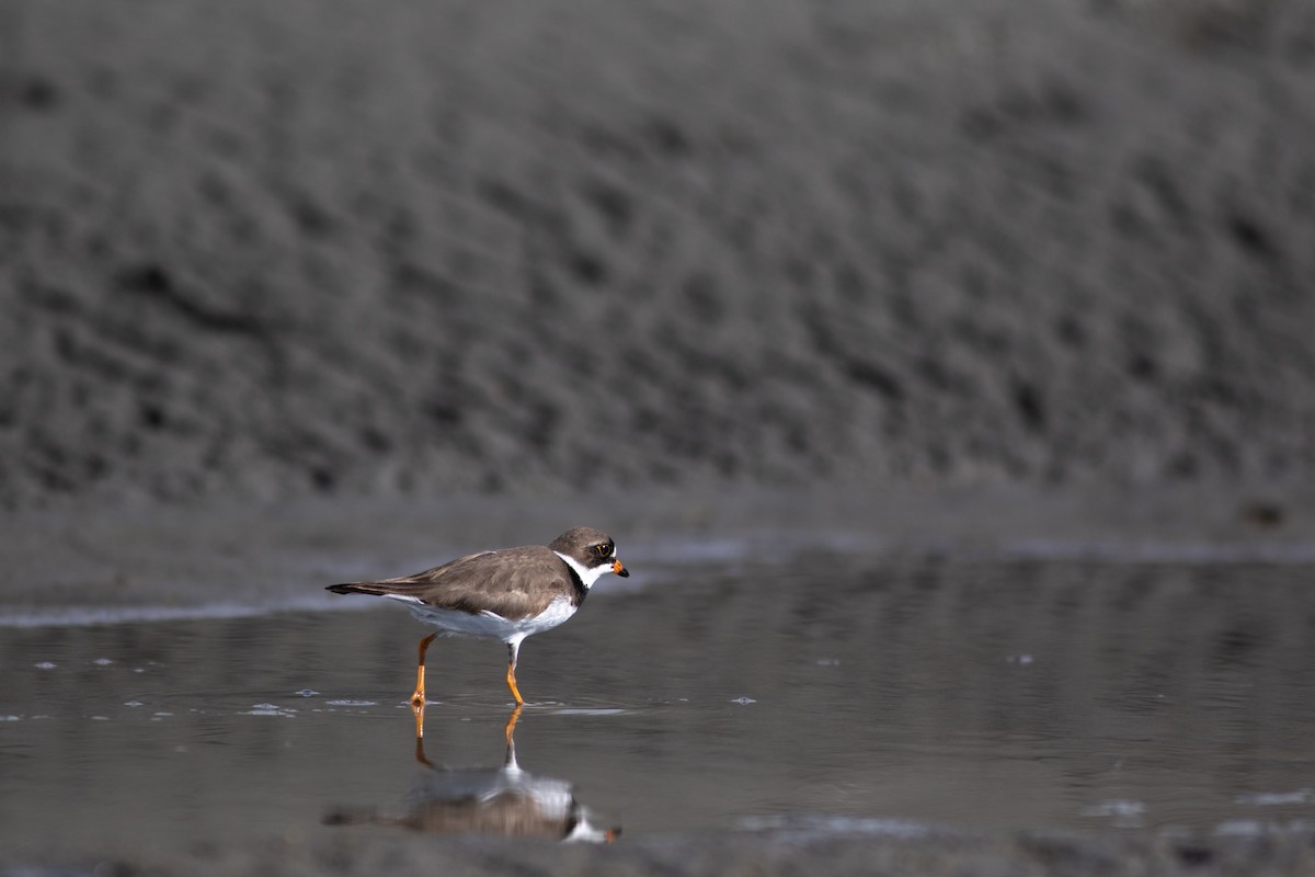 Semipalmated Plover - ML450261771