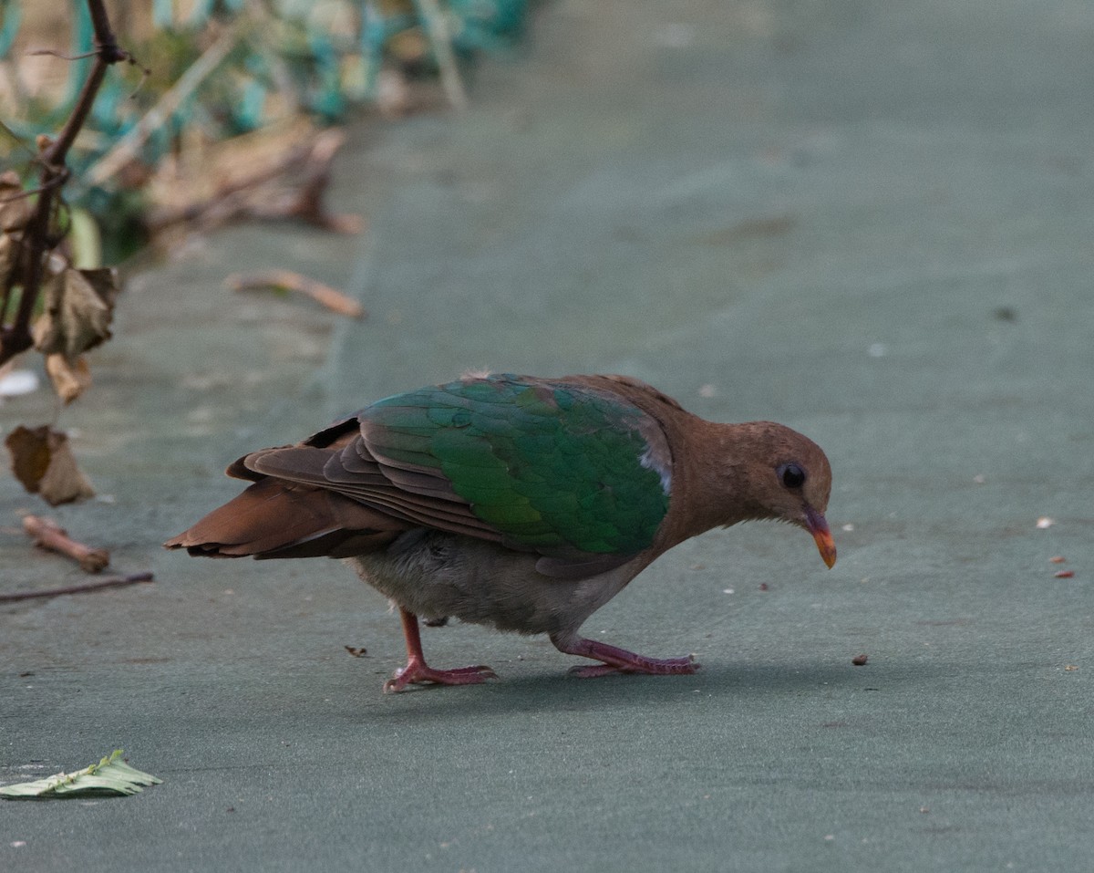 Pacific Emerald Dove - ML450261791