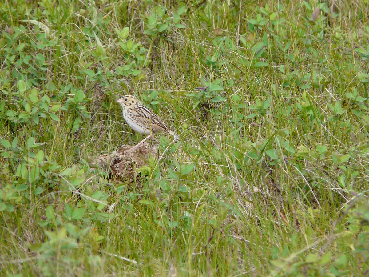 Baird's Sparrow - ML450262721