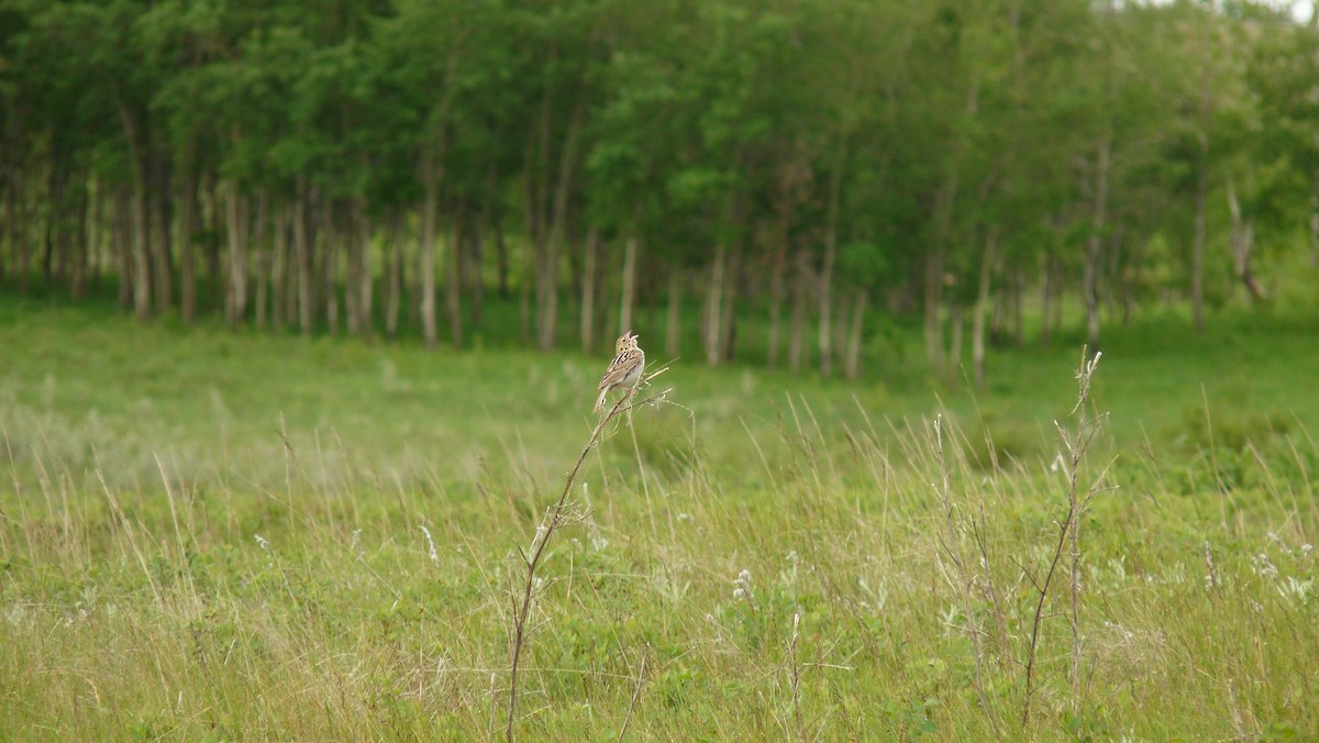 Baird's Sparrow - ML450262841