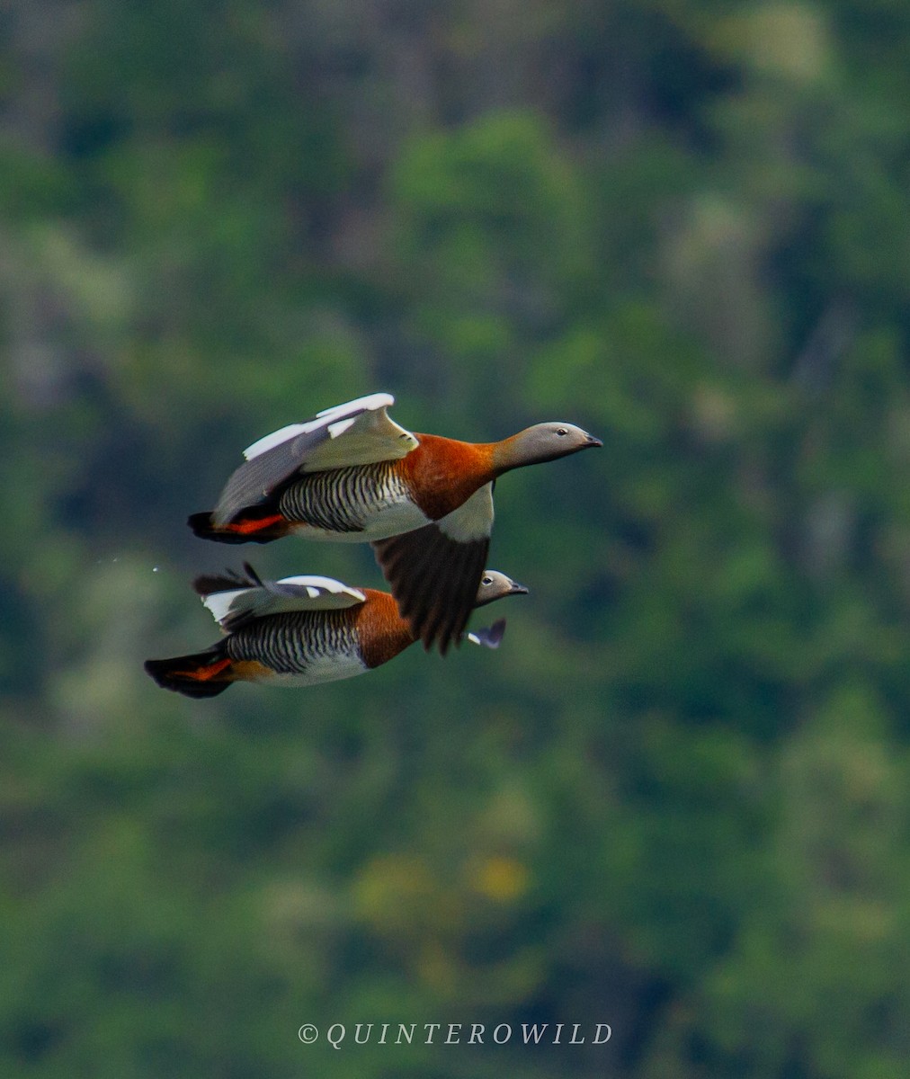 Ashy-headed Goose - ML450263051