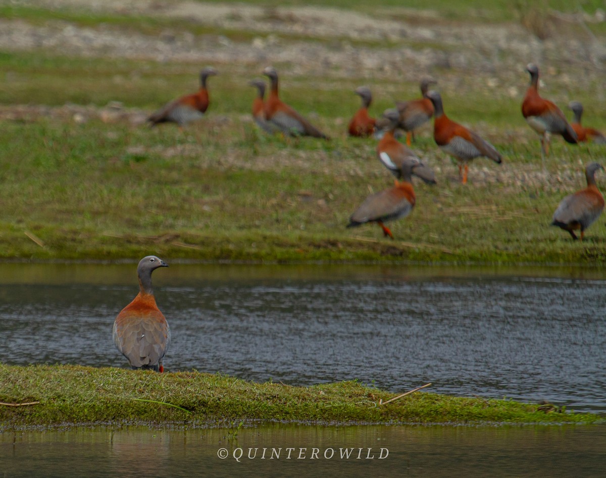 Ashy-headed Goose - ML450263121
