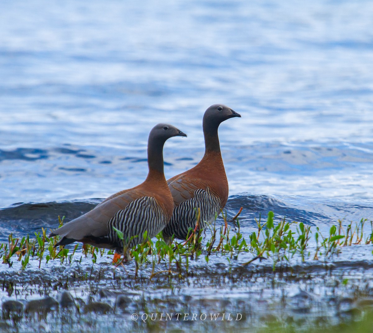 Ashy-headed Goose - ML450263141