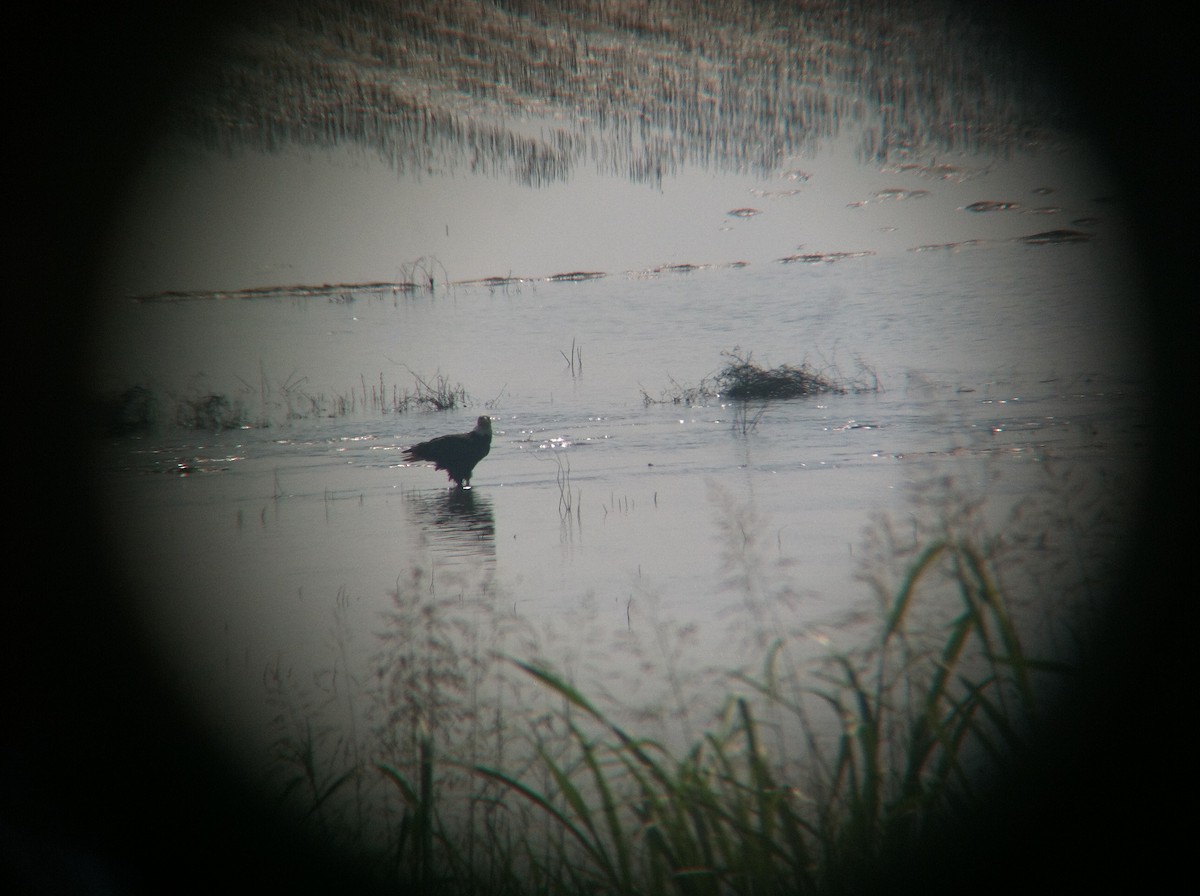 Bald Eagle - ML45026341