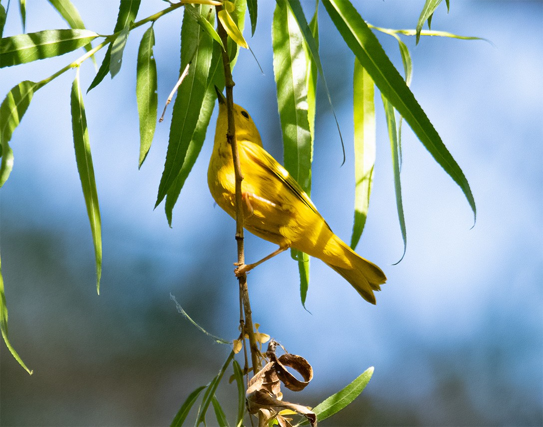 Yellow Warbler - ML450263691