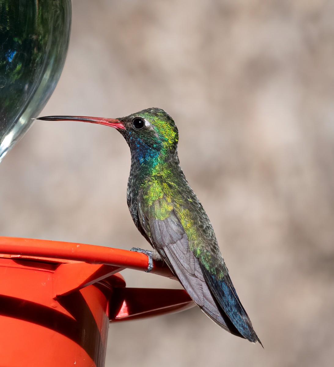 Broad-billed Hummingbird - ML450263911