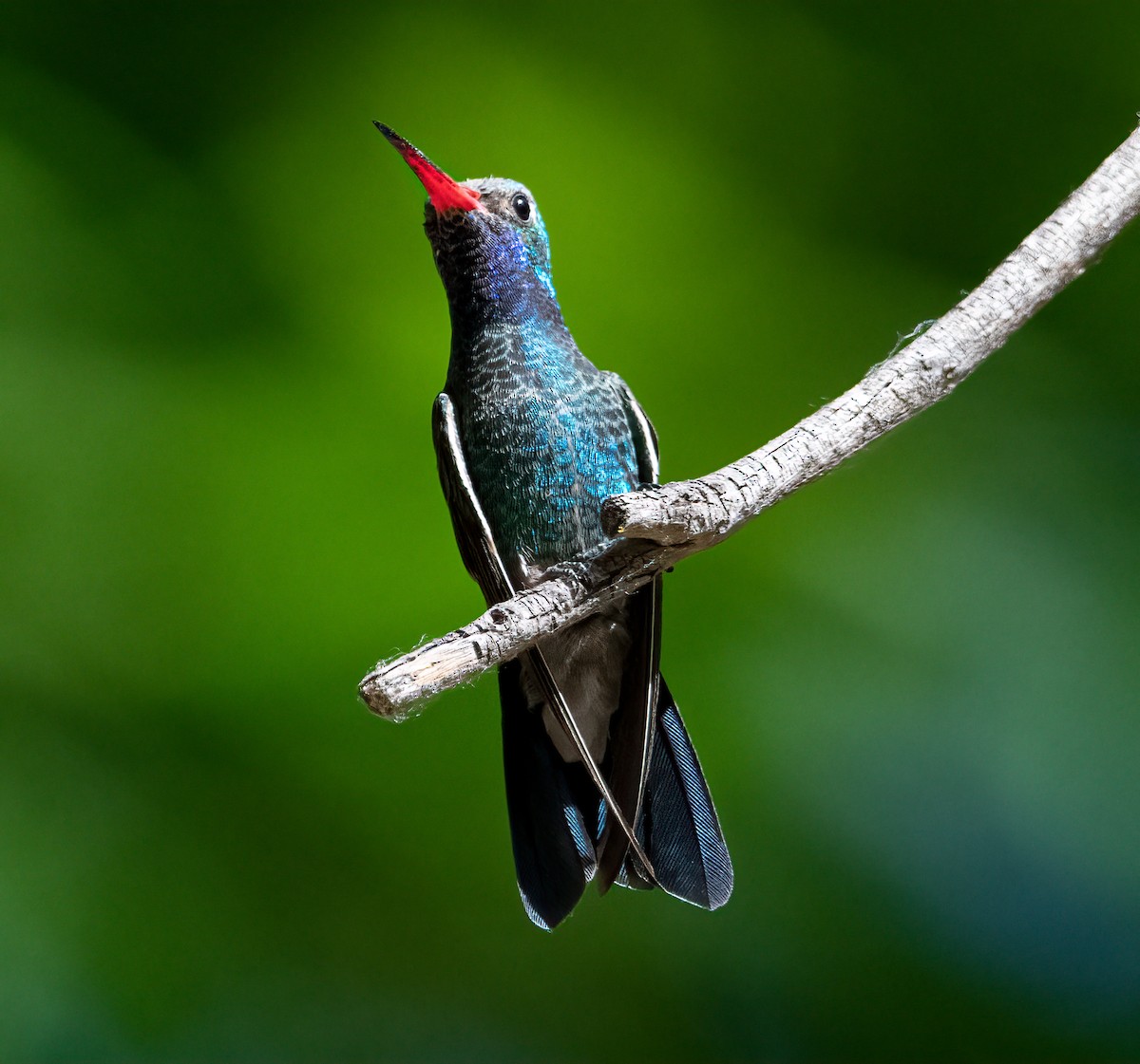 kolibřík širokozobý - ML450263981