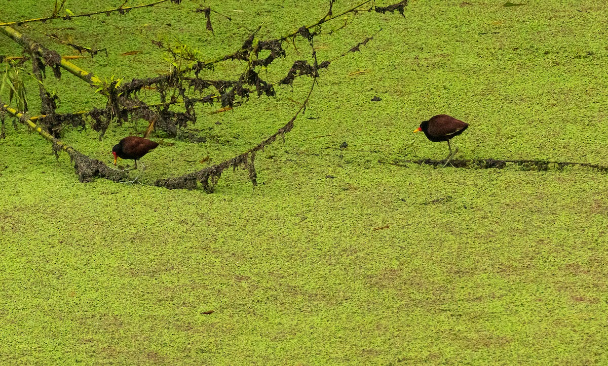 Wattled Jacana - ML450264401