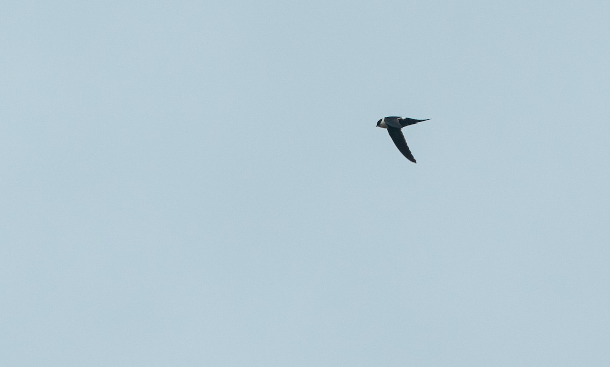 Lesser Swallow-tailed Swift - ML450264481